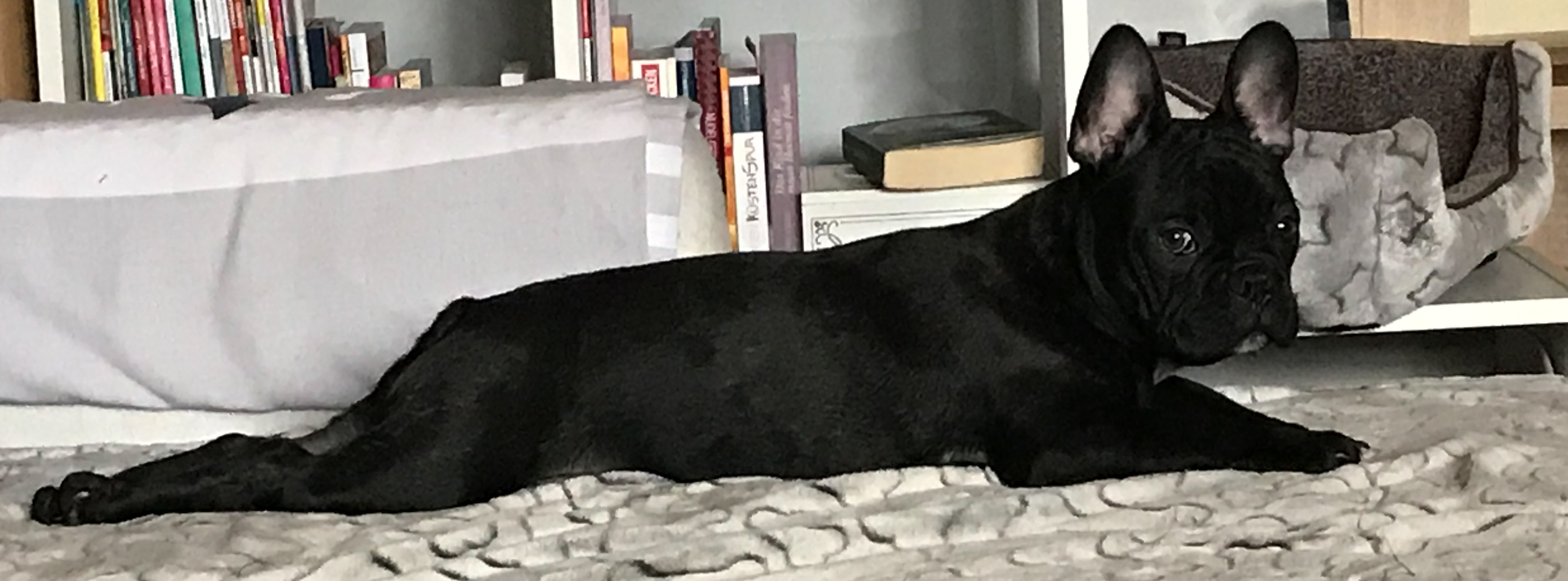 Frenchie Bolle R.I.P.