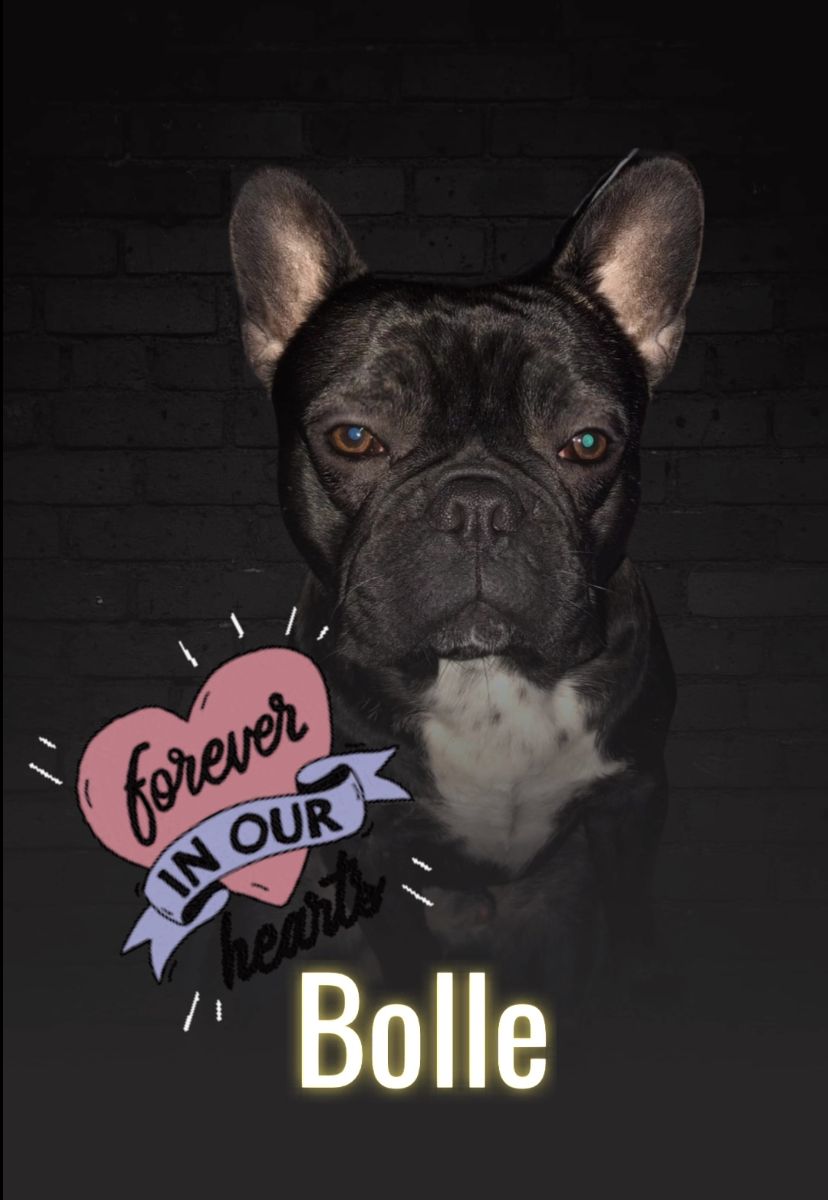 Bolle - Französische Bulldogge